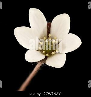 Anemone americana, Round-Lobed Hepatica, Howard County, MD, 2018-05-17-13.42 Stockfoto