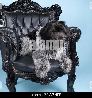 Ein Schapendoes oder holländischer Schäferhund, der in einem barocken Stuhl sitzt Vor blauem Hintergrund Stockfoto