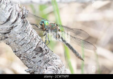 Amerikanische Smaragd-Libelle (Cordulia shurtleffii) Auf einem Baum in den Bergen von Colorado gelegen Stockfoto