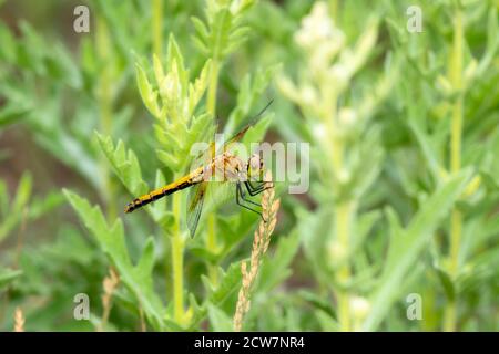 Ein weiblicher bandgeflügelter Meadowhawk (Sympetrum semicinctum) Libelle auf blühender Vegetation in Colorado Stockfoto