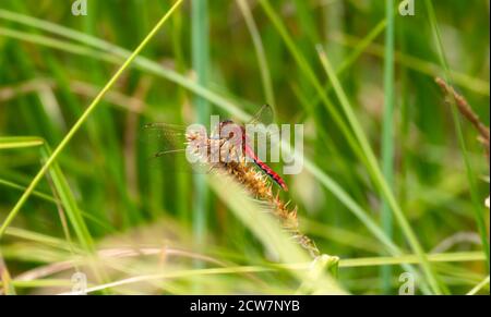 Erwachsene männliche Kirsche-faced Meadowhawk (Sympetrum internum) Dragonfly thront auf grüner Vegetation bei einem Marsh in Colorado Stockfoto