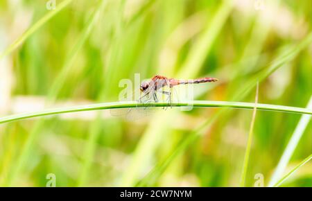 Erwachsene männliche Kirsche-faced Meadowhawk (Sympetrum internum) Dragonfly thront auf grüner Vegetation bei einem Marsh in Colorado Stockfoto