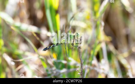 Ein Erwachsener weiblicher östlicher Pondhawk (Erythemis simplicicollis) Auf einem Stock im Osten Colorados gelegen Stockfoto