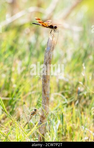 Ein Halloween Pennant (Celithemis eponina) und bunte Meadowhawk (Sympetrum corruptum) Libellen saßen zusammen auf einem Dead Wood Stump in Eastern Stockfoto