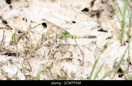 Ein Erwachsener weiblicher östlicher Pondhawk (Erythemis simplicicollis) Gelegen auf dem White Alkaline Ground im Osten Colorados Stockfoto