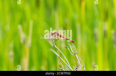 Safran-geflügelter Meadowhawk (Sympetrum costiferum) Auf getrockneter Vegetation bei einem Marsh in Colorado gelegen Stockfoto