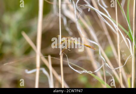 Safran-geflügelter Meadowhawk (Sympetrum costiferum) Auf getrockneter Vegetation bei einem Marsh in Colorado gelegen Stockfoto