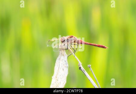 Safran-geflügelter Meadowhawk (Sympetrum costiferum) Auf getrockneter Vegetation bei einem Marsh in Colorado gelegen Stockfoto