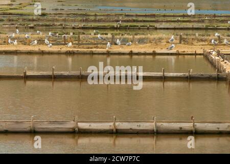 Alte Salzfabrik auf der Insel Pag. Herstellung von traditionellem Salz aus Meerwasser. Stockfoto