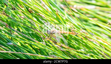 Ein weiblicher Gestreifter Meadowhawk (Sympetrum Pallipes) Dragonfly thront auf Vegetation bei einem Marsh in Colorado Stockfoto