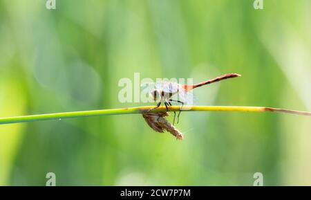 An Adult Male Striped Meadowhawk (Sympetrum Pallipes) Dragonfly thront auf Vegetation bei einem Marsh in Colorado Stockfoto