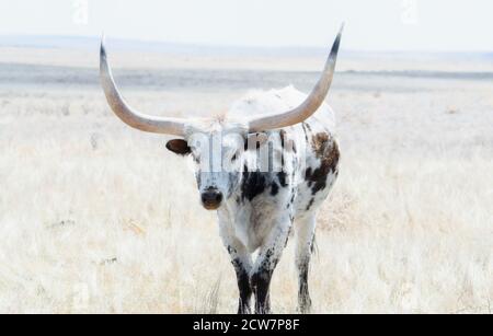 Texas Longhorn Rinder auf der Ebene von Colorao in einem Ein Stockfoto