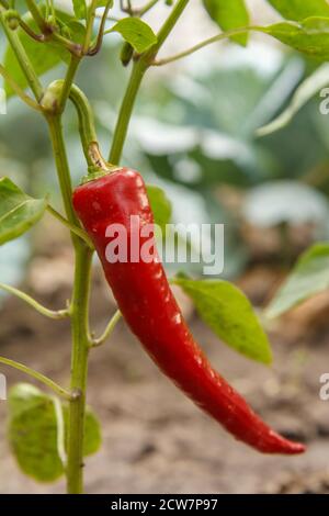 Red chili Pfeffer auf den Garten ausgestattet. Homegrown Organic Food, Paprika oder Paprikaschoten im Garten Reifung. Stockfoto