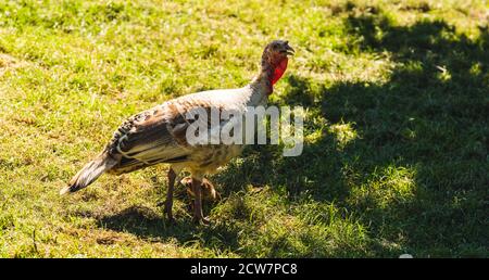 Wilde Türkei auf einem Feld am Sommertag Stockfoto