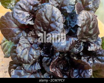 Dunkelbronzefarben, fast schwarzes Laub des niedrig wachsenden winterharten immergrünen Bodendeckels mehrjährig, Ajuga reptans 'Black Scallop' Stockfoto