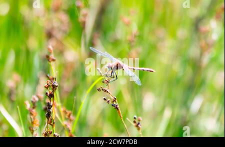 An Adult Male White-Faced Meadowhawk (Sympetrum obtrusum) Dragonfly thront auf grüner Vegetation bei einem Marsh in Colorado Stockfoto