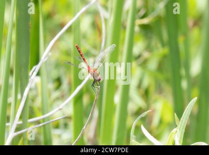 An Adult Male White-Faced Meadowhawk (Sympetrum obtrusum) Dragonfly thront auf grüner Vegetation bei einem Marsh in Colorado Stockfoto