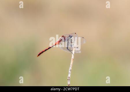 An Adult Male White-Faced Meadowhawk (Sympetrum obtrusum) Dragonfly thront auf grüner Vegetation bei einem Marsh in Colorado Stockfoto