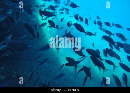 Eine Schar Bermuda-Chubim Schwimmen unter dem Wasser im Meer in der Nähe von Korallenriff. Unterwasserfoto Stockfoto