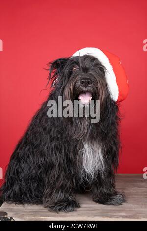 Ein Schapendoes oder holländischer Schäferhund auf rotem Hintergrund Einen weihnachtshut tragen Stockfoto