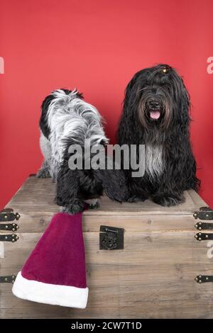 Ein Schapendoes oder holländischer Schäferhund auf rotem Hintergrund Einen weihnachtshut tragen und stehlen Stockfoto