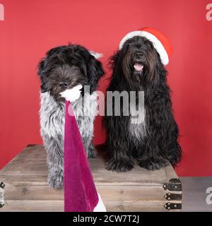 Ein Schapendoes oder holländischer Schäferhund auf rotem Hintergrund Einen weihnachtshut tragen und stehlen Stockfoto