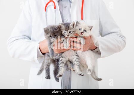 Katze in Vet Arzt Hände. Arzt Tierarzt Untersuchung 3 drei Kätzchen. Baby Katzen in der Tierklinik. Tierarzneimittel für Haustiere und Katzen. Kätzchen Tier Stockfoto
