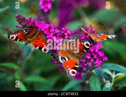 Bunte Schmetterlinge isoliert in grün floralen Hintergrund, Hauptfokus zentral zur Mitte. Drei Schmetterlinge auf einer Vieolet-Blume Stockfoto