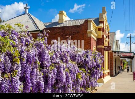 Blühende Glyzinie wächst über einem Zaun auf Avon Terrace York Western Australia. Stockfoto