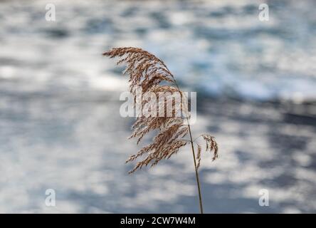 Schilf vor blauem Wasser, Makroaufnahme tagsüber ohne Menschen Stockfoto