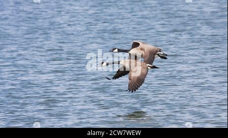 Zwei Gänse fliegen über welliges Wasser in einem scheinbaren Rennen. Stockfoto
