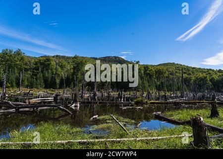 Ein Biberdamm in einem Teich auf dem Mt Van Hoevenberg Trail in Lake Placid, NY Stockfoto