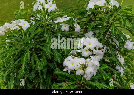 Ganz in der Nähe über white Plumeria Bäumen mit weißen Blumen suchen awesome in einem Garten. Stockfoto