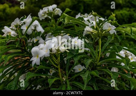 Ganz in der Nähe über white Plumeria Bäumen mit weißen Blumen suchen awesome in einem Garten. Stockfoto