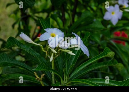 Ganz in der Nähe über white Plumeria Bäumen mit weißen Blumen suchen awesome in einem Garten. Stockfoto