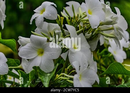 Ganz in der Nähe über white Plumeria Bäumen mit weißen Blumen suchen awesome in einem Garten. Stockfoto