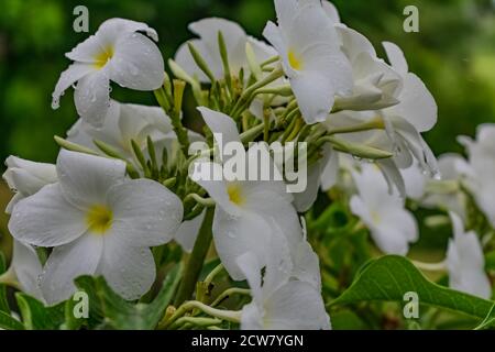 Ganz in der Nähe über white Plumeria Bäumen mit weißen Blumen suchen awesome in einem Garten. Stockfoto