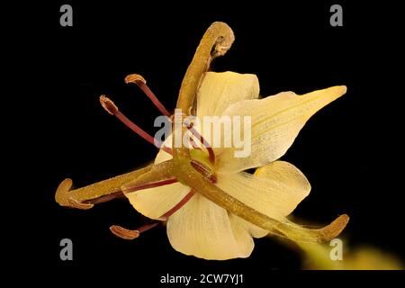 Medeola virginiana 3, Indian-Cucumber Root, Howard Co, MD, H Metzman 2018-06-20-13.14.09 ZS Pmax UDR Stockfoto