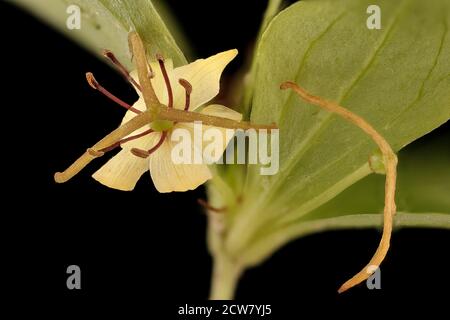 Medeola virginiana, Indian-Cucumber Root, Howard Co, MD, H Metzman 2018-06-20-13.21.03 ZS Pmax UDR Stockfoto