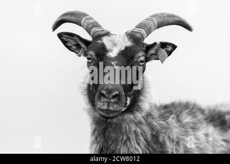 RUNDE, NORWEGEN - 2019. JUNI. Männliche Schafe Vorderansicht Portrait bei Runde. Stockfoto