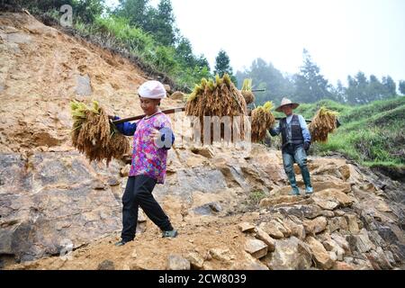 (200928) -- RONGSHUI, 28. September 2020 (Xinhua) -- Liang Yingmi (L) und ihr Mann Liang Anhe kehren mit Erntegut auf ihren Schultern nach Hause zurück in das Dorf Wuying, das an der Grenze zwischen dem autonomen Bezirk Guangxi Zhuang im Süden Chinas und der Provinz Guizhou im Südwesten Chinas liegt, 14. September 2020. Liang Anhe und Liang Yingmi sind ein Paar aus Wuying, einem Bergdorf, das von der ethnischen Gruppe Miao an der Grenze zwischen der Autonomen Region Guangxi Zhuang im Süden Chinas und der Provinz Guizhou im Südwesten Chinas bewohnt wird. Anhe und Yingmi waren Kindheitsfreunde und heirateten 1975. Sie hatten str Stockfoto