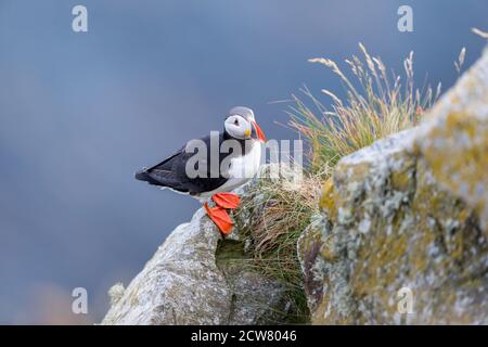 RUNDE, NORWEGEN - 2019. JUNI. Puffin steht auf der Klippe bei Runde. Stockfoto