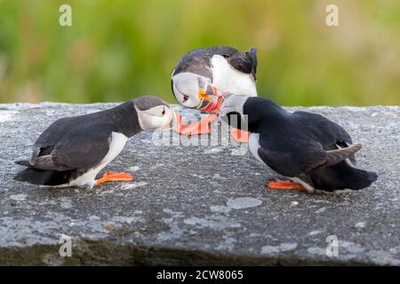 RUNDE, NORWEGEN - 2019. JUNI. Papageientaucher auf dem Felsen bei Runde. Stockfoto