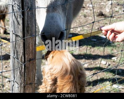 Traurige Esel Gefangene in einem Käfig Zaun besten Freund mit Ein Cocker Spaniel Hund Stockfoto