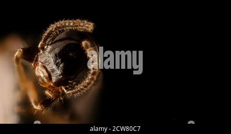 Termite, geflügelt, Kopf, pwrc, md 2018-06-21-16.29.05 ZS Pmax UDR Stockfoto