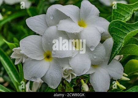 Ganz in der Nähe über white Plumeria Bäumen mit weißen Blumen suchen awesome in einem Garten. Stockfoto