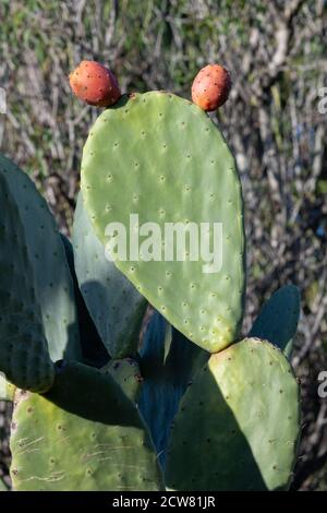 Opuntia, allgemein als Kaktusbirne bezeichnet, ist eine Gattung in der Kaktusfamilie, Cactaceae. Kaktusbirnen werden auch als Thunfisch (Obst), sabra und Nopal bekannt Stockfoto