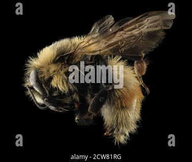 Bombus rufocinctus, M, Side, Park Co., Wyoming 2014-01-16-15.22 Stockfoto