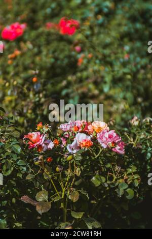 Eine Nahaufnahme eines Blumengartens. Eine Nahaufnahme einer rosa roten Rose. Stockfoto