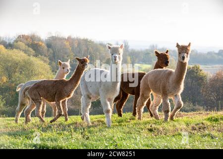 Eine Alpaka-Farm in Warwickshire, Großbritannien Stockfoto